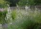 Preview: Lythrum virgatum 'White Swirl' | Rutenweiderich